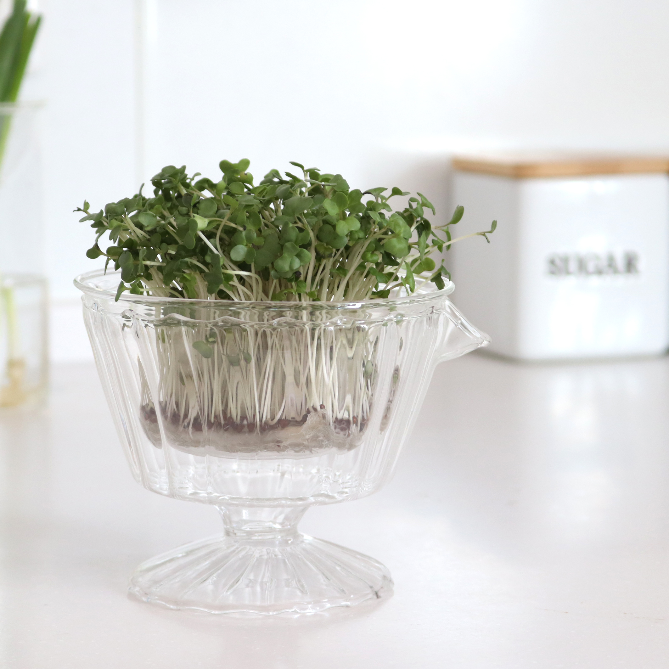 野菜の水栽培できるガラスベース 直径11.5cm 高さ10cm 上皿付きガラス花瓶　クリア