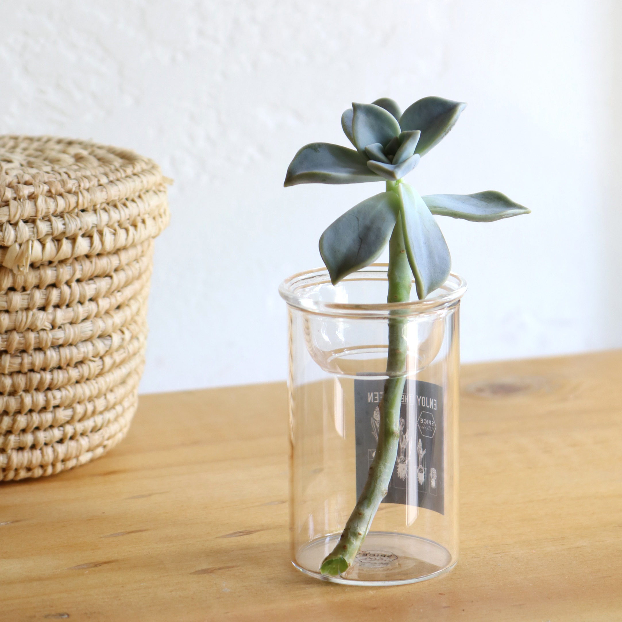 水栽培 球根用ガラスベース 直径4.5cm 高さ7cm 上皿付きガラス花瓶　クリア