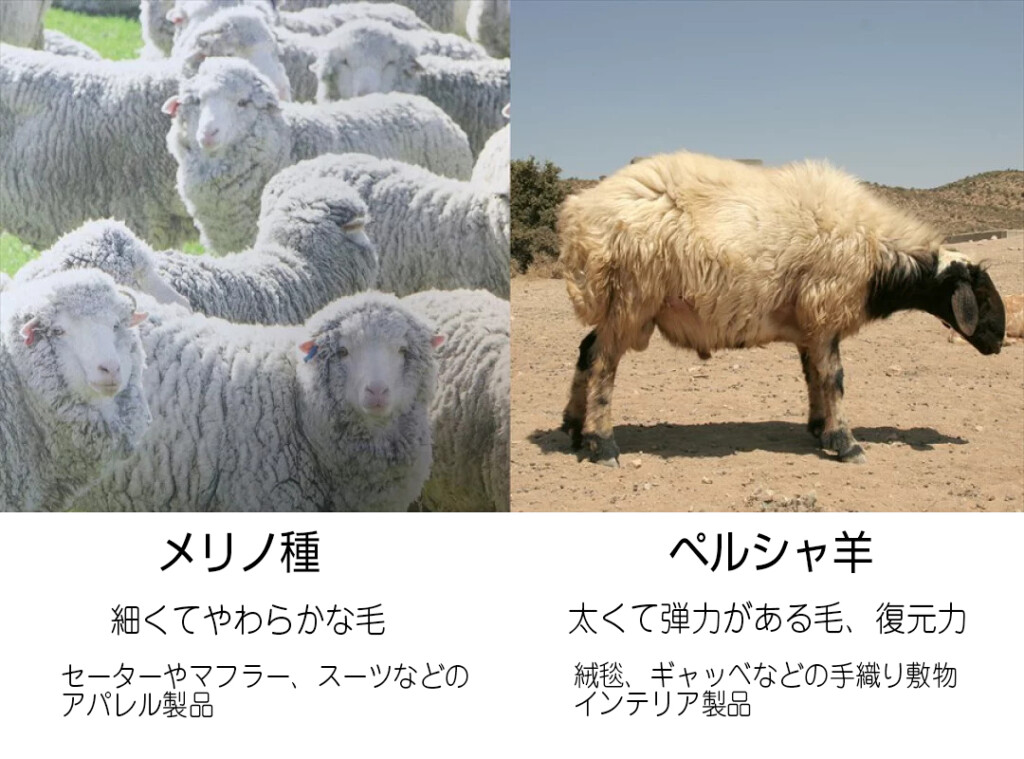 ギャッベ羊の種類